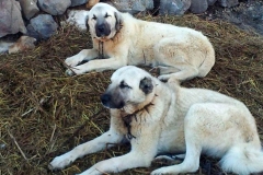 kangal_13