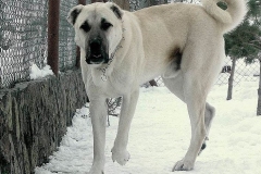 kangal_14