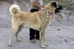 kangal_15