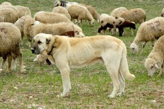 kangal_17