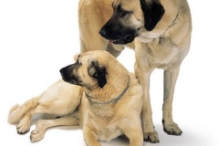 kangal_18