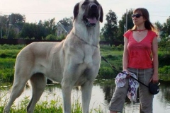 kangal_6