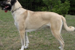 kangal_7
