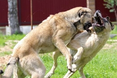 kangal_9