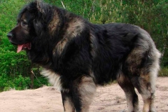 kavkazskaya_ovcharka_10