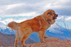 kavkazskaya_ovcharka_11