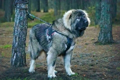 kavkazskaya_ovcharka_12