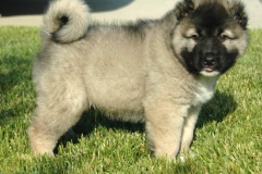 kavkazskaya_ovcharka_14