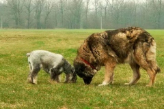 kavkazskaya_ovcharka_15