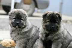 kavkazskaya_ovcharka_16