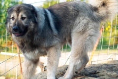 kavkazskaya_ovcharka_19