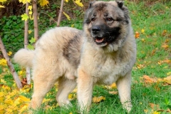 kavkazskaya_ovcharka_6