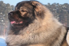 kavkazskaya_ovcharka_7