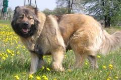 kavkazskaya_ovcharka_8