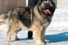 kavkazskaya_ovcharka_9
