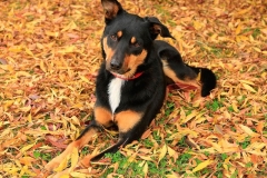 kelpi_15_64746537384