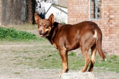 kelpi_6_64746537384