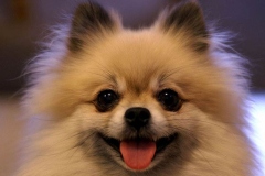 k9_0595646488565