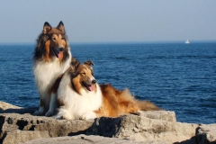 kolli_11_95857484757