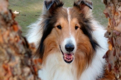 kolli_12_95857484757