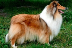 kolli_14_95857484757