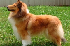 kolli_18_95857484757