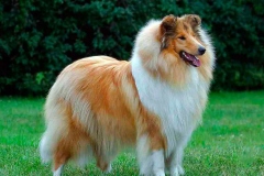 kolli_19_95857484757