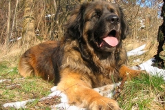 leonberger12_86667585875