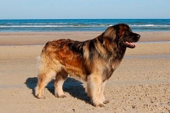 leonberger17_86667585875