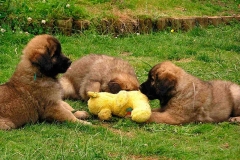 leonberger18_86667585875