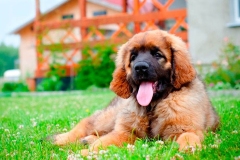 leonberger22_86667585875