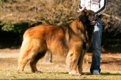 leonberger5_86667585875