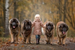 leonberger7_86667585875
