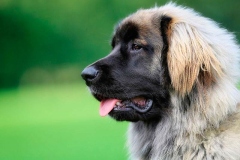 leonberger8_86667585875