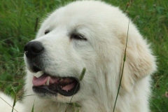 maremma_006_7659586