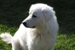 maremma_007_7659586