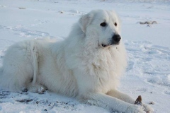 maremma_010_7659586