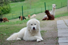 maremma_011_7659586