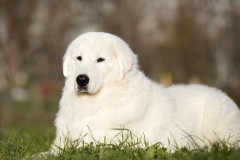 maremma_014_7659586