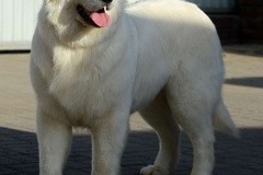 maremma_015_7659586