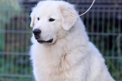 maremma_016_7659586