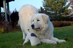 maremma_017_7659586