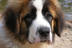 moskovskaya_storozhevaya_005