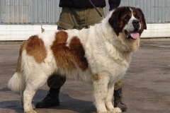 moskovskaya_storozhevaya_006