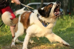 moskovskaya_storozhevaya_007