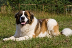 moskovskaya_storozhevaya_013