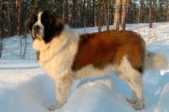 moskovskaya_storozhevaya_014