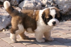 moskovskaya_storozhevaya_015