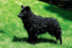 mudi19_97657857676 mudi19_97657857676