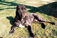 neapolitan_mastiff_15